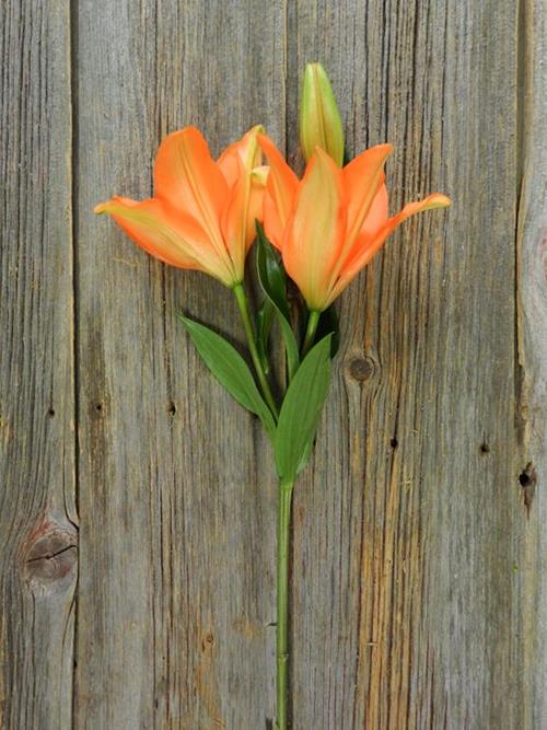 Wholesale Eremo Orange La Lily Delivered Online FlowerFarm